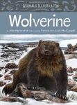 Animals Illustrated: Wolverine