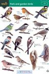 Park and Garden Birds