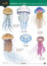 A photographic Guide to the Jellyfish of Japan Illustrated Reference Book 