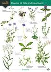 Flowers of Hills and Heathlands