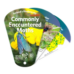 Ireland's Biodiversity: Commonly Encountered Moths