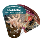 Ireland's Biodiversity: Intertidal Fish and Invertebrates
