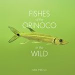 Fishes of the Orinoco in the Wild