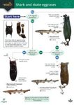 Shark and Skate Eggcases