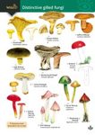 Distinctive Gilled Fungi