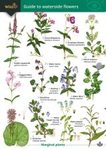 Guide to Waterside Flowers
