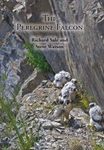 The Peregrine Falcon