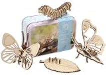 Life Cycle Of A Butterfly In A Tin