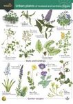 Urban Plants of Scotland and Northern England