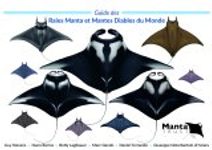 Guide des Raies Manta et Mantes Diables du Monde [Field Guide to Manta & Devil Rays of the World]