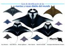 Guia de Identificación de las Mantas y Rayas Diablo del Mundo [Field Guide to Manta & Devil Rays of the World]