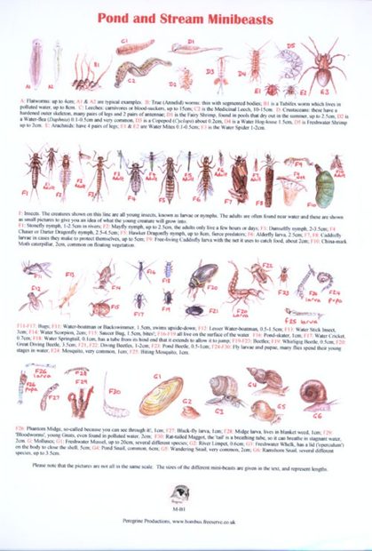 Pond and Stream Minibeasts