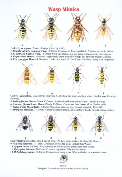 Wasp Mimics
