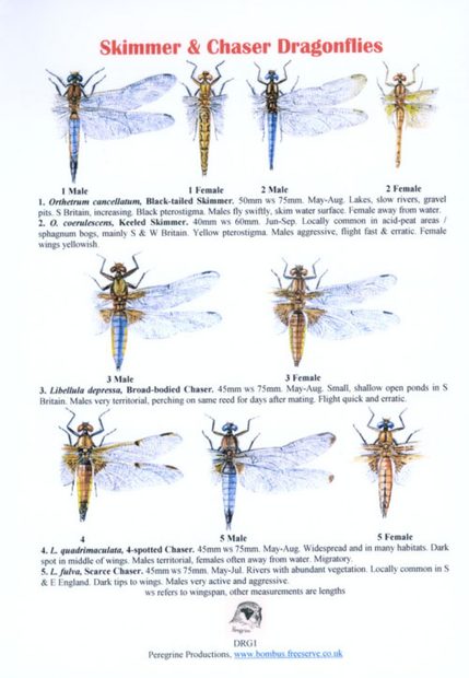 Skimmer & Chaser Dragonflies