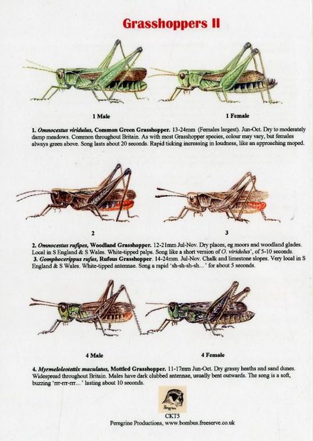 Grasshoppers II
