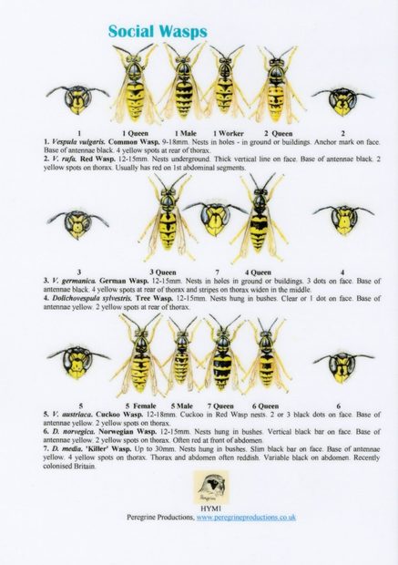 Social Wasps | NHBS Field Guides & Natural History