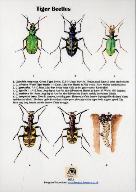 Tiger Beetles