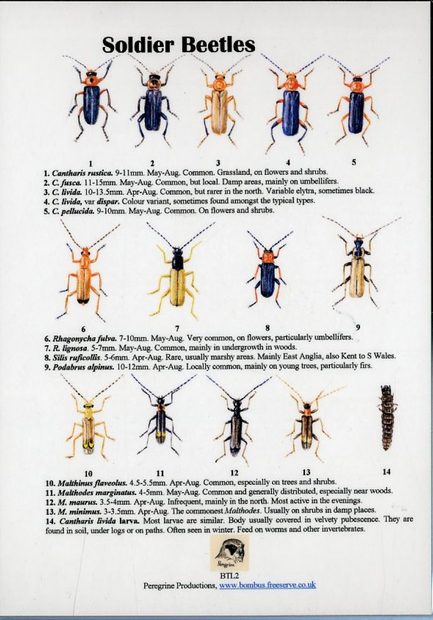 Soldier Beetles | NHBS Field Guides & Natural History