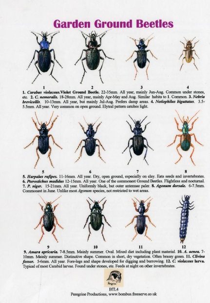 Garden Ground Beetles