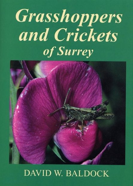 Grasshoppers and Crickets of Surrey