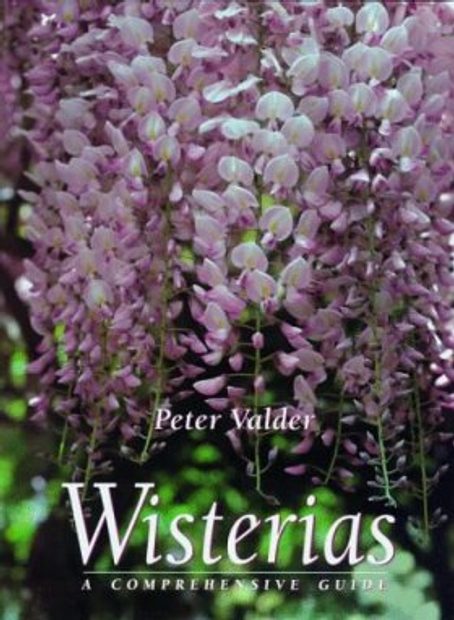Wisterias: A Comprehensive Guide
