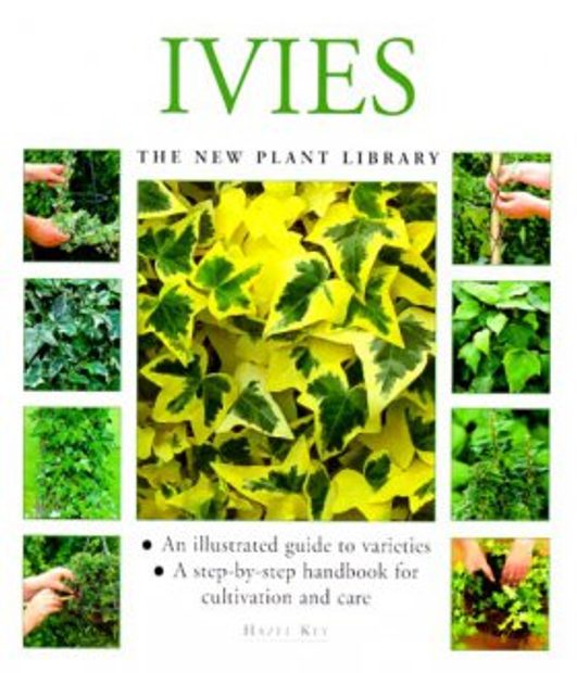 Ivies