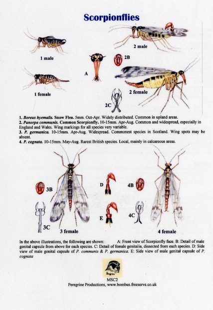 Scorpionflies