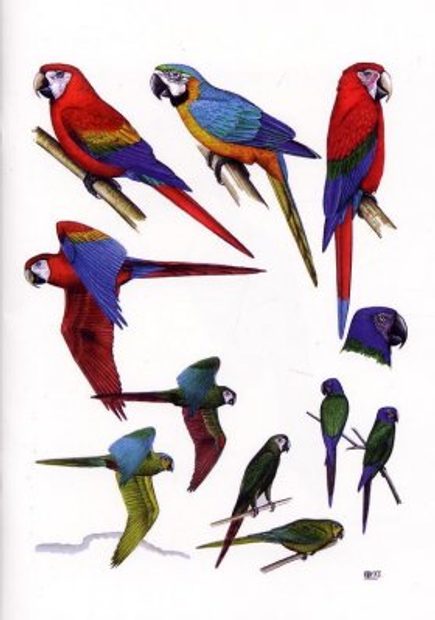 Birds of Tambopata