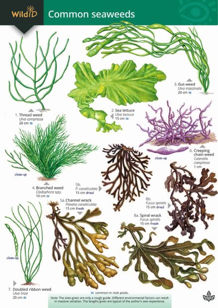 A Key to Common Seaweeds