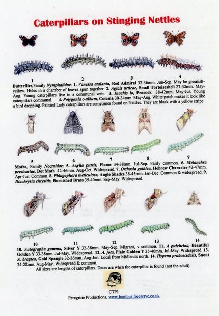 Caterpillars on Stinging Nettles