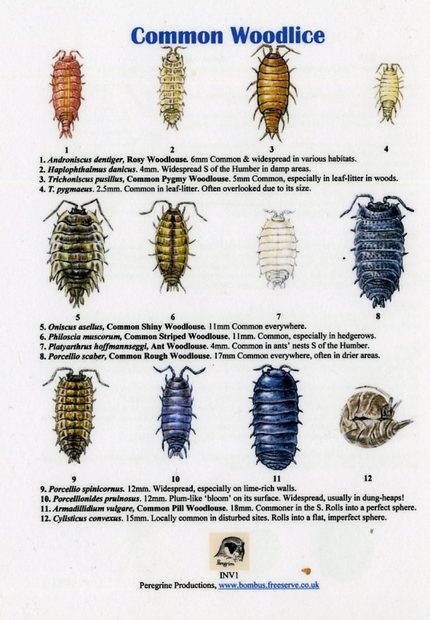 Common Woodlice