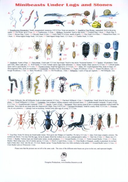 Minibeasts Under Logs and Stones