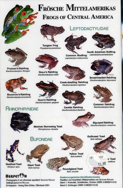 Frogs of Central America / Frosche Mittelamerikas | NHBS Field Guides ...