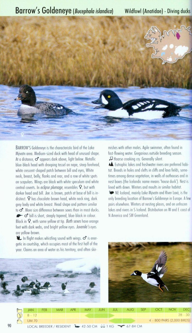 Icelandic Bird Guide Nhbs Field Guides Amp Natural History