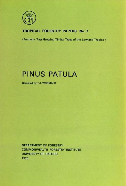 Pinus Patula