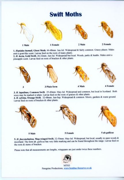 Swift Moths