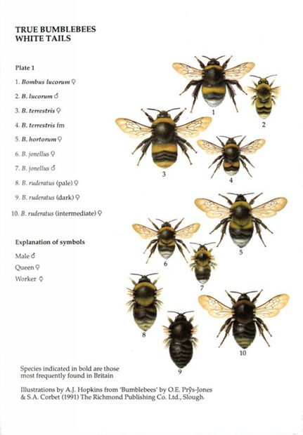 Bumblebee Wall Chart | NHBS Academic & Professional Books