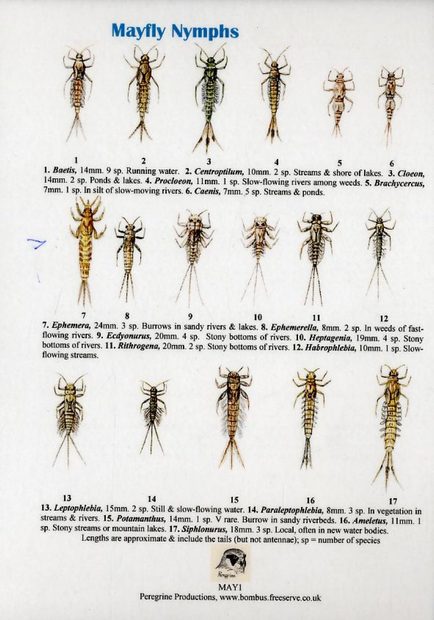 Mayfly Nymphs