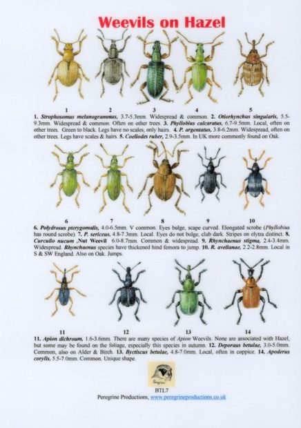 Weevils on Hazel