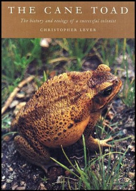 The Cane Toad