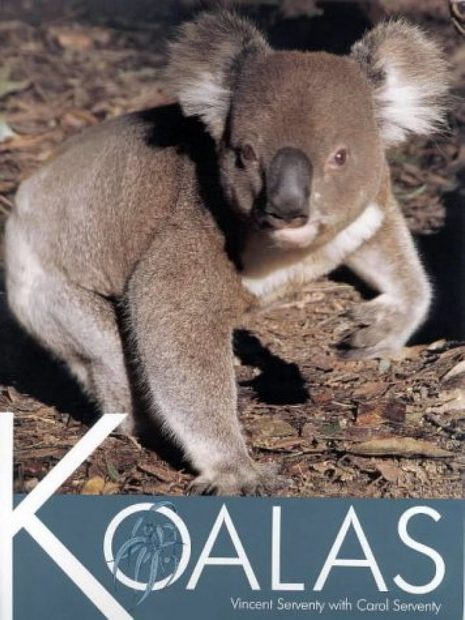 Koalas