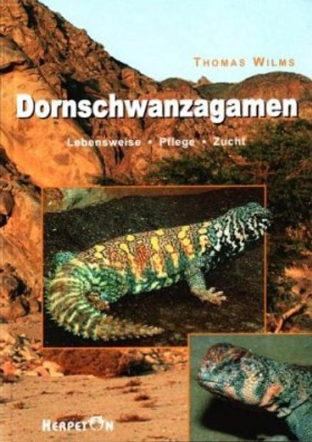 Dornschwanzagamen: Lebensweise, Pflege und Zucht