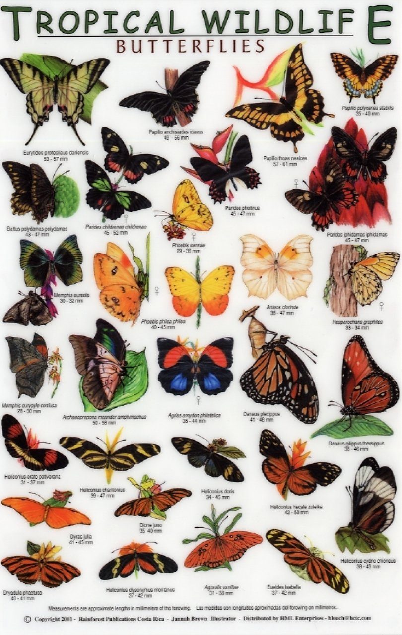 Tropical Wildlife Field Guide Butterflies [English / Spanish]