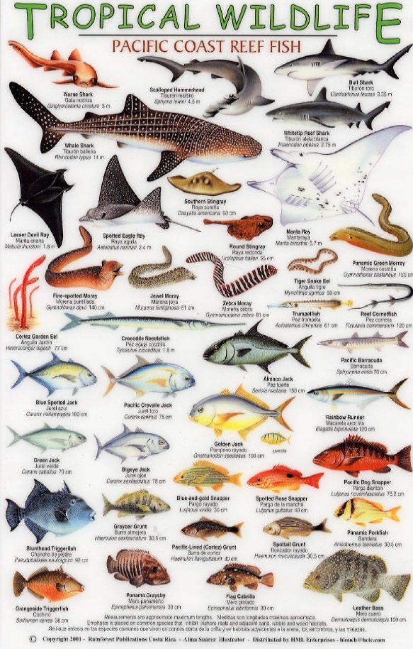 tropical fish identification