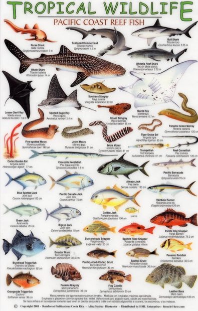 Tropical Wildlife Field Guide: Pacific Coast Reef Fish [English / Spanish]
