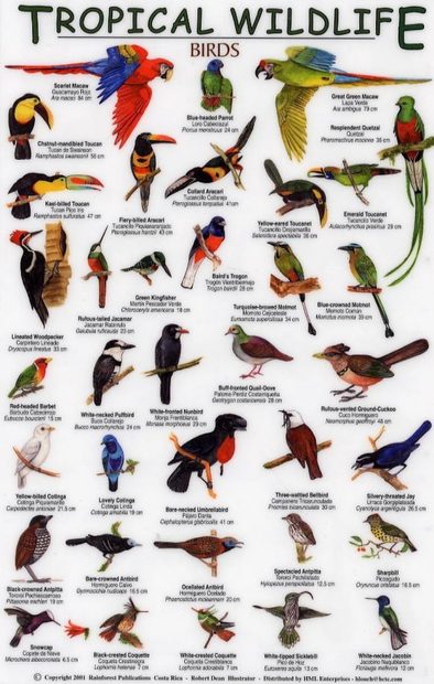 Tropical Wildlife Field Guide: Birds [English / Spanish] | NHBS Field ...