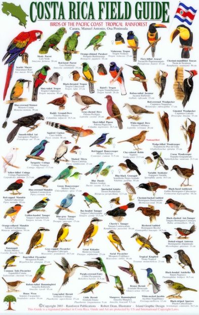 Costa Rica Field Guide: Birds of the Pacific Coast Tropical Rainforest ...