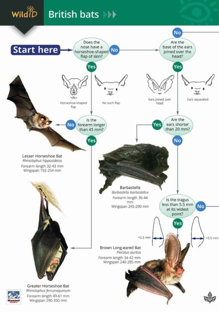 A Guide to British Bats