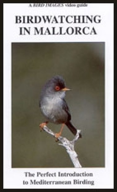Birdwatching in Mallorca