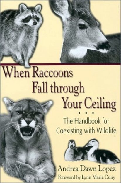 When Raccoons Fall Through Your Ceiling